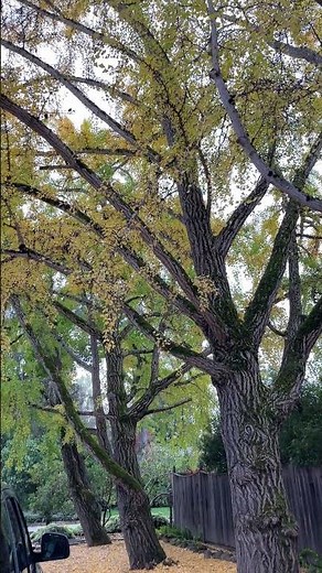 Fall Color is here! 😊 Beautiful living fossil