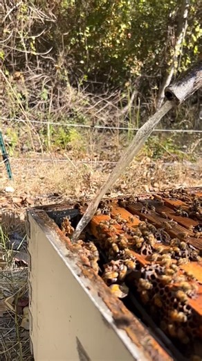 California Bee Company | Days spent feeding the bees! 🐝 #california #bees #beekeeper #beekeeping #savethebees #insects #animals | Instagram