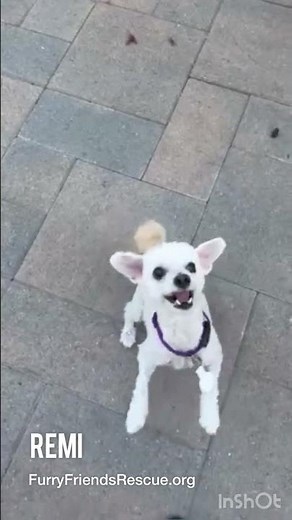 Adopt Remi, Miniature Poodle Mix | FurryFriendsRescue.org
