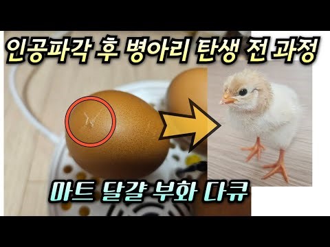 마트 달걀 부화다큐! 인공 파각으로 병아리 탄생 전 과정 기록