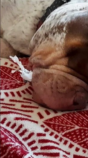 Innocent until proven guilty! 🤣 #afv #fail #christmas