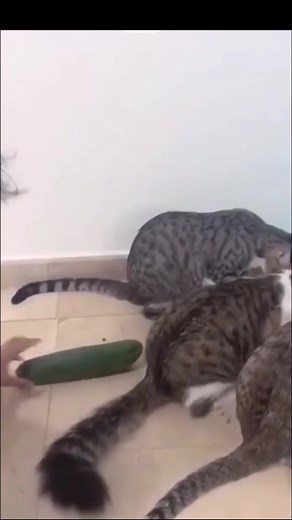 Cats Having Fun: Hilarious Indoor Adventures