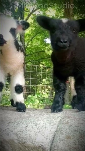 🐐🌼 Baby Goats Jumping & Playing #minigoats #shorts