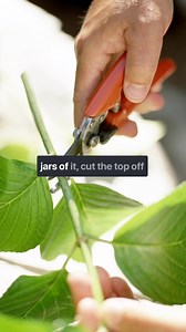 Listen to GardenLine from 6-10am on Saturday and Sunday on Newsradio 740 KTRH or on our free iHeartRadio app! #Gardenline #gardentips #springplants #plantsmakepeoplehappy | GardenLine