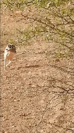 One Perfect Shot, One Proud Dog — Upland Hunting at Its Best!