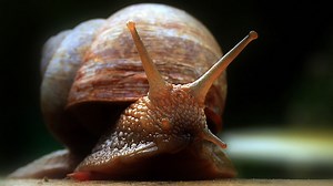 BBC Scotland - BBC Scotland - How a common snail changed the course of legal history