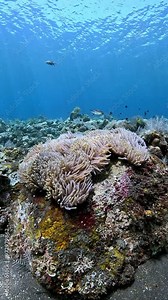False Clown Anemonfish (Western Clownfish) - Amphiprion ocellaris, living in an anemone. Underwater world of Tulamben, Bali, Indonesia. 4k slow motion.