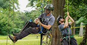 Branching Out: The Arborists Behind (and in) Central Park’s Trees