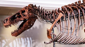 Sue the T. Rex returning to Discovery Center of Idaho