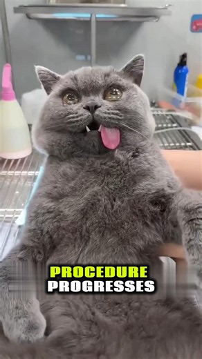 Why Veterinary Doctors Protect Cats’ Eyes During Operations
