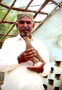 Teetar ki awaz Teetar sounds Teetar voice #FIFA # | Beautiful Birds