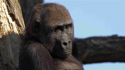 Observation de la faune sauvage dans son habitat naturel
