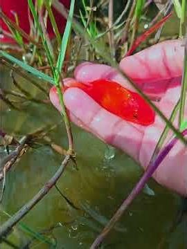 Beautiful Real Catch Fish Collection | American Carp, Guppy, Goldfish & Koi Pond Life