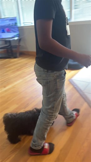 My Dog Chi-Chi the ankle nibbler 😅🤦🏽‍♀️ #fyp #foryoupage