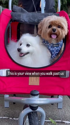 Cruise in Comfort with Buddy & Belle Dog Trailer