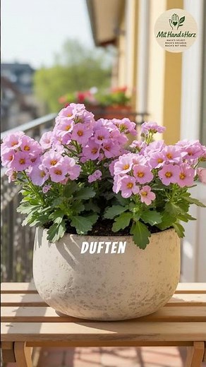 Nemesia – Die unterschätzte Frühlingsblume