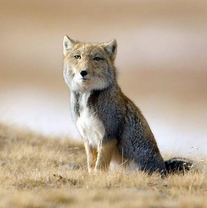 Tibetan sand fox - Alchetron, The Free Social Encyclopedia