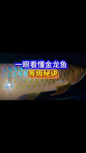 一眼看懂金龙的秘诀##arowana #kelisa#arowanafish #fyp #arowanamalaysia #金龙鱼#龙鱼 | Lee Arowana