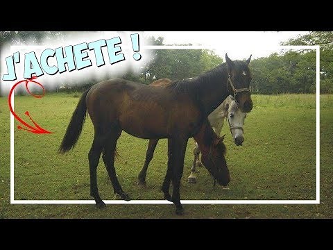 ► HOW I FOUND SAFIR!