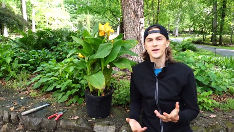 ROOT PRUNING Tutorial - How to Do it Correctly & Why it is Beneficial