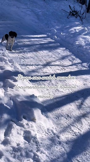 Another snow day! Clover is chasing bird shadows. 😆 🍀