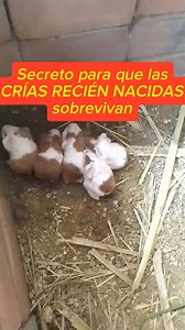 ✅Uno de los secretos para que las crías recién nacidas sobrevivan. #VlademirMedina #ÁcidosOrgánicosSancho #Cuyes #cuy #CrianzaDeCuyes #cuyperuano | Vlademir Medina
