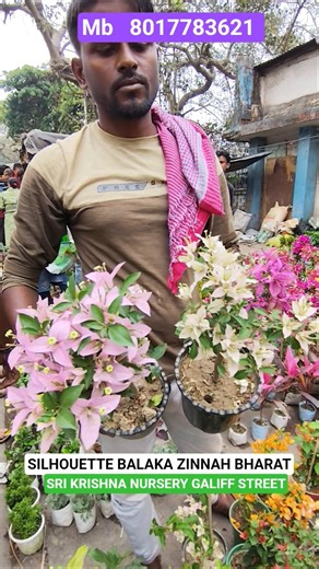 Wonderful Bougainvillea Variety Names with Price #shorts #price