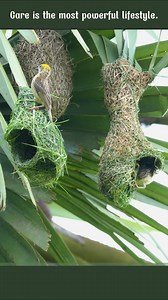 Life in the Colony Two Baya Weavers building side by side… and around them, the whole colony alive with sound, flight, and display. Their calls may seem noisy to us, but this chorus is essential — it’s how males attract mates, warn each other, and keep the colony connected. If the sound feels “too close,” it’s not their fault. We’ve packed our spaces so tightly that nature has no distance left. Their voices were here long before our walls and roads. Respecting their space is part of respecting l