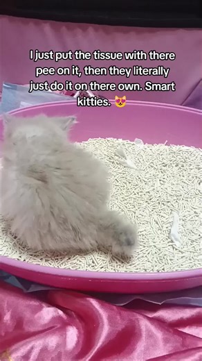 Diona & Razor on TikTok