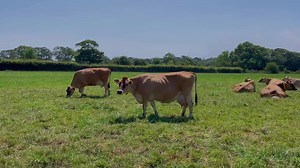 1.8K views · 139 reactions | Happy Friday - Happy Cows! ☀️ Have a wonderful weekend everyone!    | Jersey Dairy | Facebook