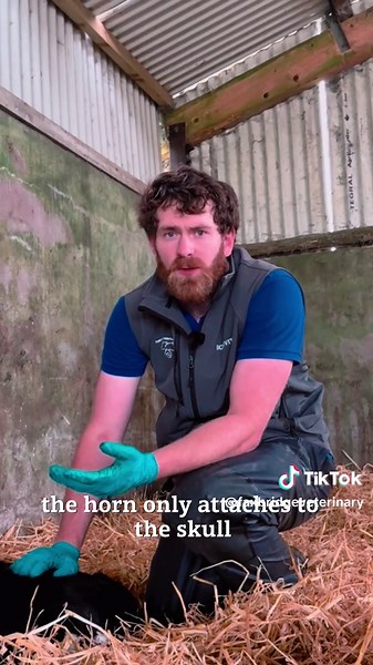 Calf Disbudding Techniques for Healthier Operations