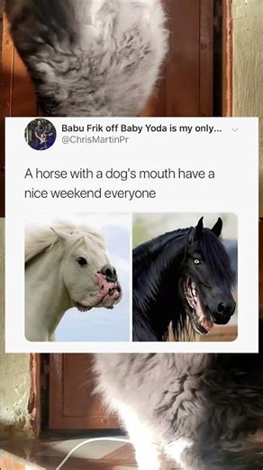 The Cursed Horse With a Dog’s Mouth#funny #funnyshorts #funnymemes