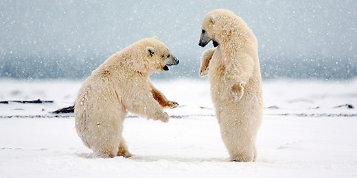 Polar Bear | National Wildlife Federation