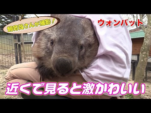 チャンネルスタッフがウォンバットのモモコに会いに行きました！（Wombat）