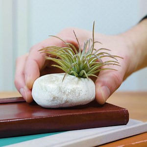 649K views · 991 reactions | Add some air plants to every corner of your home.  | HGTV | Facebook