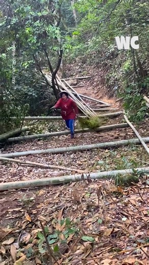 1.4M views · 4.9K reactions | Bamboo Harvesting Techniques in Remote Villages | Watercooler | Facebook