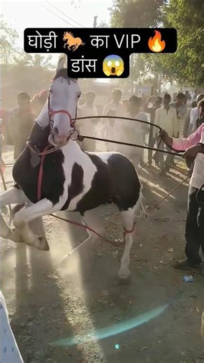 vip dance 😱 #shorts #horse #rajasthani #vipdance #anime #love #ytshorts