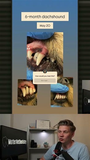 Linguoverted mandibular canine teeth #vetdentistry - 1 #toothextraction #caninetooth