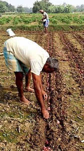 Planting Onion Bulbs for Seed Producion: Hi Friends, In this reel, we tried to show how onios are planted in furrows for seed ptoduction. Generally, onion is cultivated in soft loamy soil. As the edible parts of this part is bulb and it's a shallow rooted crop, it is harvested easily by pulling. Generally onion seedlings are transplanted for producion of edible onions. Here the farmers were planting whole onions. #plantingonion #fb #onion #onions #onioncultivation #piyaj #পিঁয়াজ #fbreels #kisan