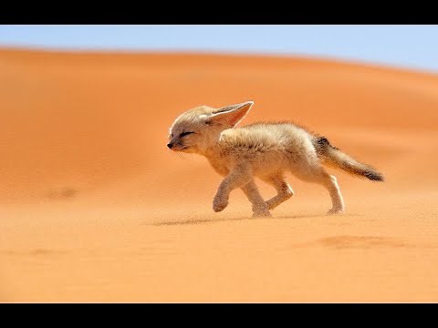 Les fennec- émission par les enfants - AnimauxNature (petit exposé scolaire)