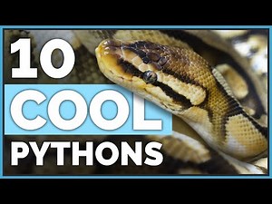 Meet My 10 Coolest Ball Pythons & Their Morphs!