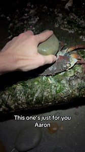 Why do this? The crab ain’t alive and I’m opening it up for the little guys to snack on. Crabs molts or individuals who have passed are going to get broken down by the ocean anyway, why bother setting them down gently? I pick them up to admire them then drop them. Granted this might be a bit far but either way this is the last step in the decomposition process. Whether I drop a shell, throw it, smash it with a rock, it doesn’t matter, I’m just accelerating the process. No crabs were harmed in th