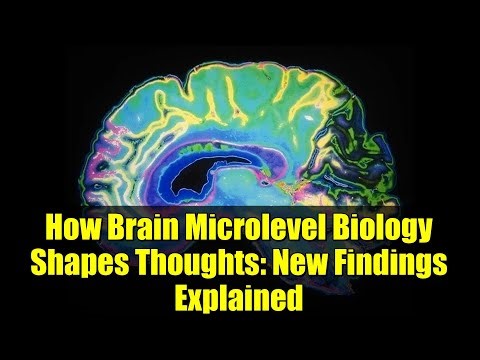 How Brain Microlevel Biology Shapes Thoughts: New Findings Explained