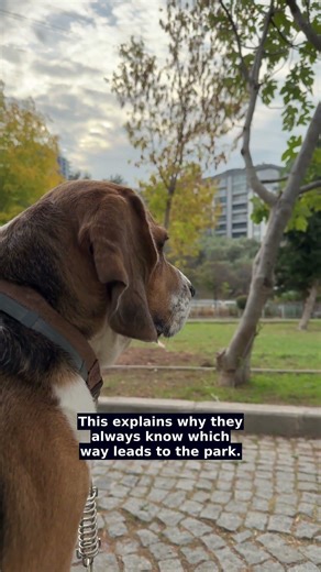 Why Dogs Spin Before Their Potty Break 🐶🐾