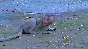 190K views · 1.4K reactions | Cry.. Cry very emotional.. Poor little baby monkey crying tantrum very hungry milk, Poor little baby monkey hungry so much | Monkeys Buzz | Facebook