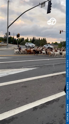 665K views · 10K reactions | GOAT X-ING : Check out this video submitted by Robert Peirce showing a slight delay at the intersection of Buenaventura and Eureka Way in Redding on Friday morning. Thanks for chiming in, Robert! Send us your photos or videos using 'Chime In' in the KRCR App, or go to www.krcrtv.com/chimein #goats #video #chimein #redding #reddingca #northstate #norcal #northerncalifornia #california | KRCR News Channel 7 | Facebook
