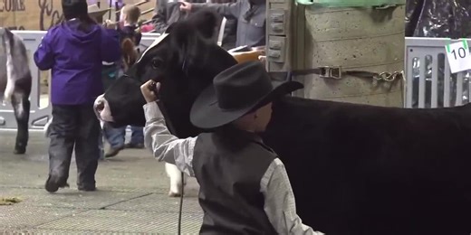 Black Hills Stock Show & Rodeo kicks off with youth showmanship competitions