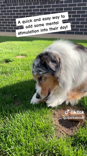 DIY Interactive Feeder for Dogs