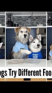 Dogs Try Different Foods