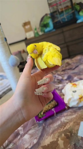 Descubre a mi adorable pajarito 🐤